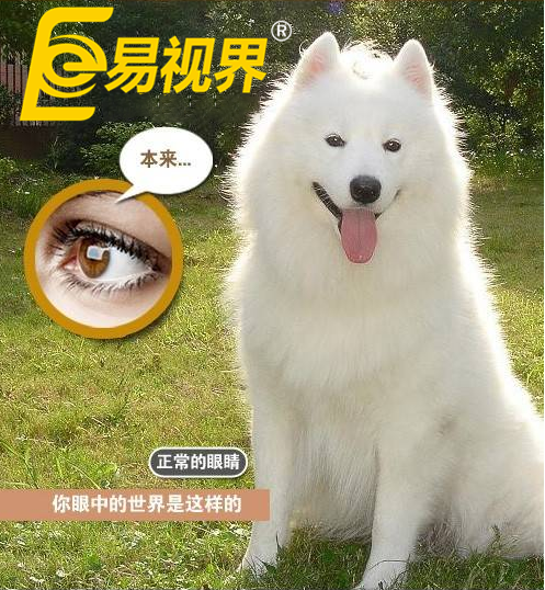 不一樣的眼病，不一樣的世界