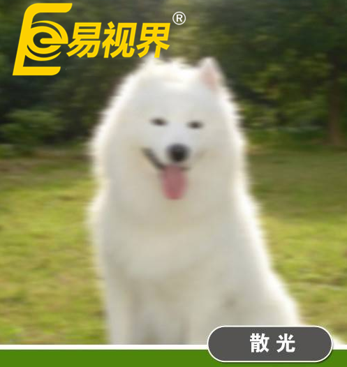 不一樣的眼病，不一樣的世界