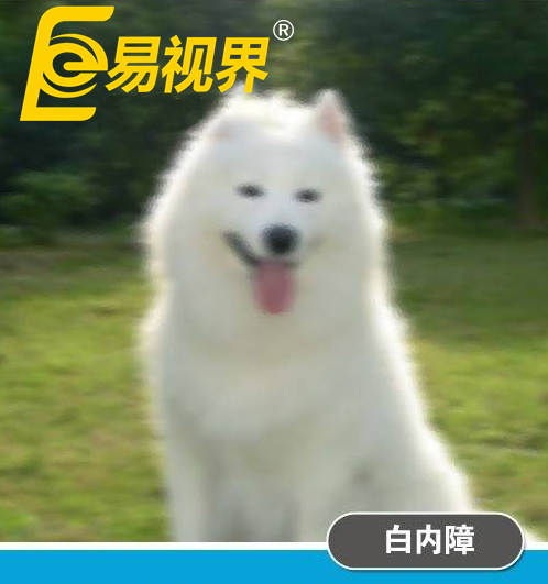 不一樣的眼病，不一樣的世界