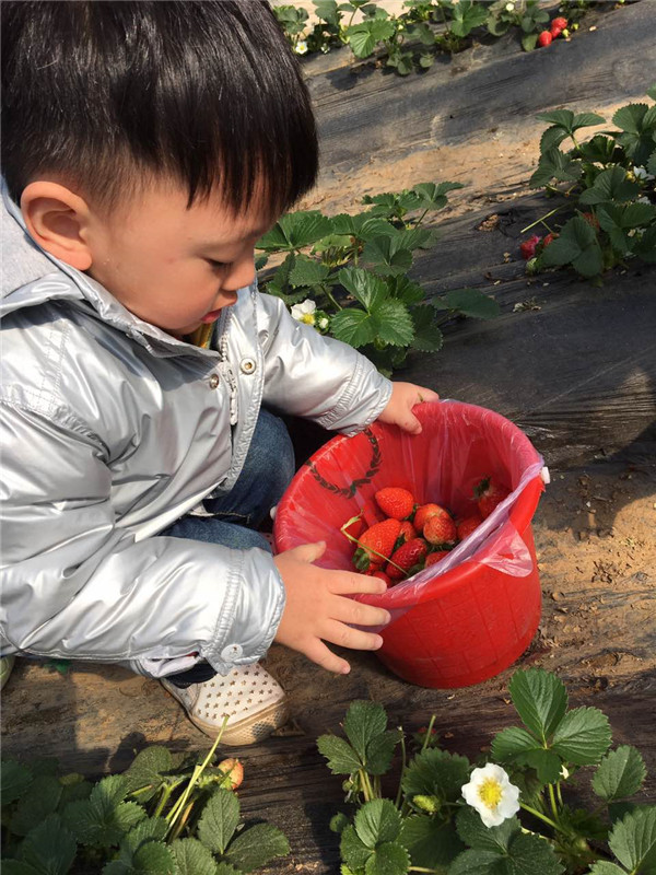 易視界小客戶在摘草莓