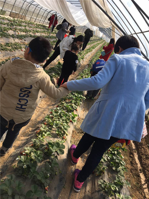 開始摘草莓嘍