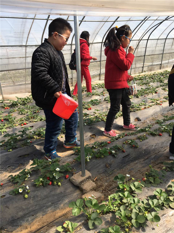 開始摘草莓嘍